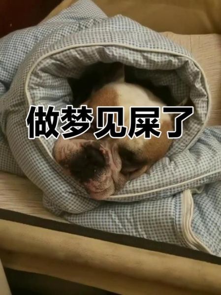 梦到拉屎到床上_梦见大便弄脏床单是什么意思
