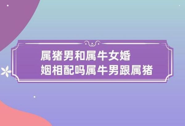 猪和牛合不合_属猪属牛婚姻配对