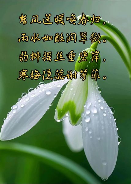 梦见下花是什么意思_梦到花雨预示什么