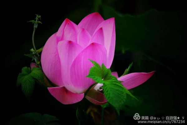 梦到抱葱是什么意思_梦见抱葱预示什么