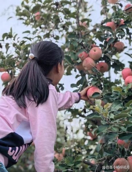 孕妇梦到摘苹果是什么意思_孕妇梦见摘苹果生男生女