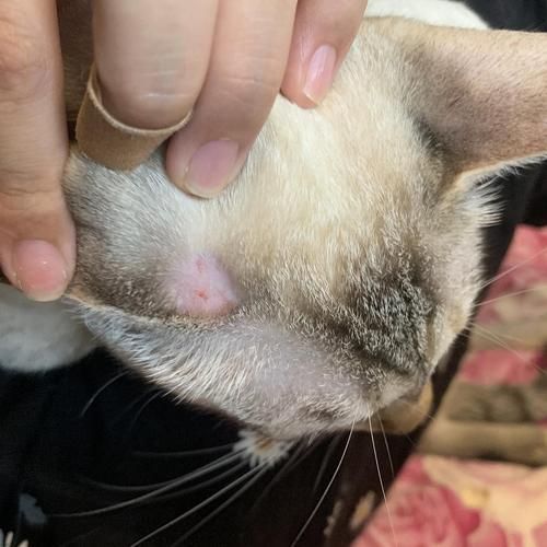 梦到耳朵掉了_是什么意思