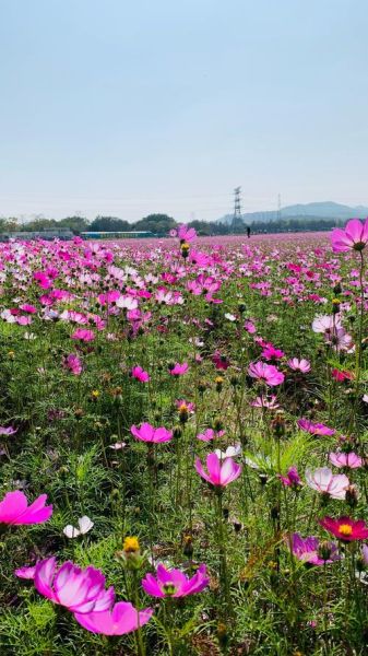 梦到花田是什么意思_梦见大片花田预示什么