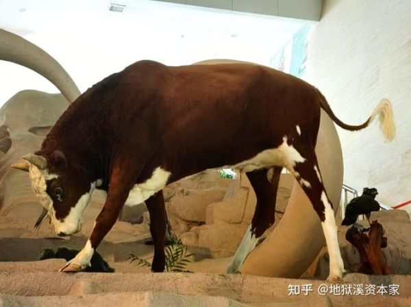 梦到马牛是什么意思_梦到马牛预示什么