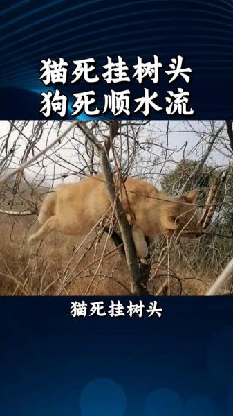 梦到死猫死狗_意味着什么