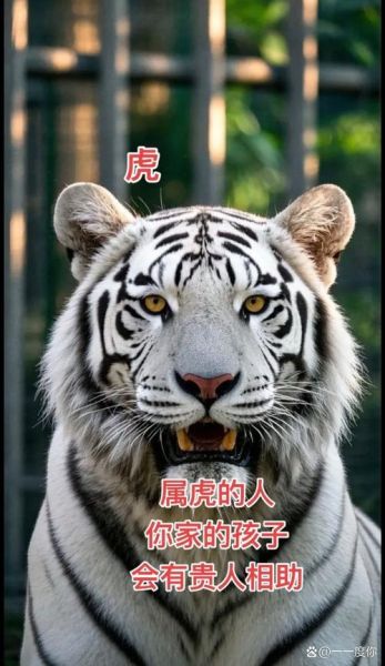 虎的贵人属相有哪些_属虎人一生最旺的生肖是谁