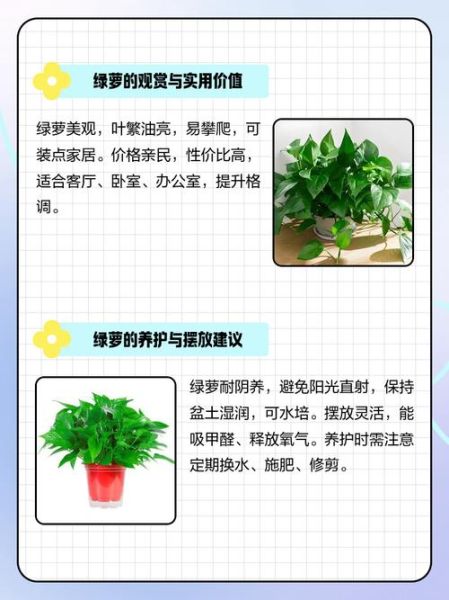 绿萝运势_如何提升绿萝风水能量