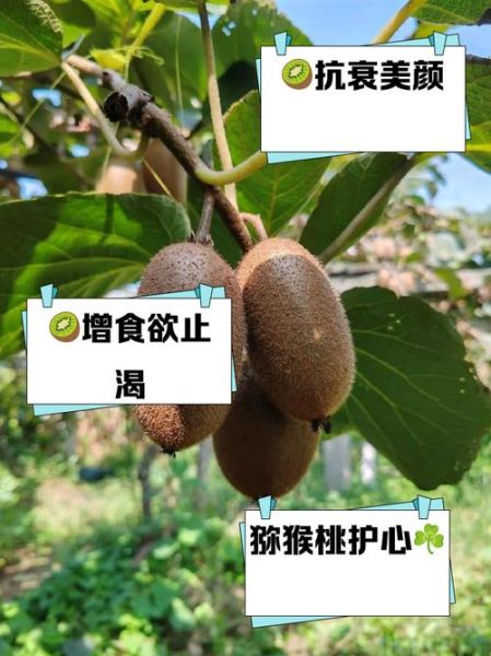 梦到吃猕猴桃什么意思_梦见吃猕猴桃预示什么