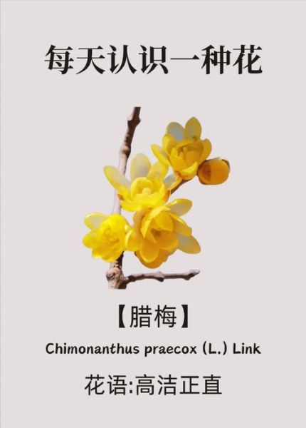梦到腊梅是什么意思_腊梅梦境解析