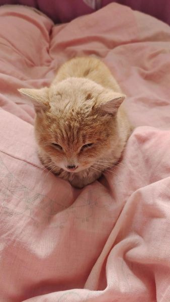 梦到猫压床_梦见猫压床预示什么