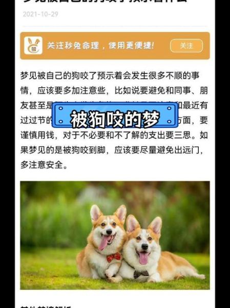 梦到黑狗咬人_周公解梦吉凶预兆