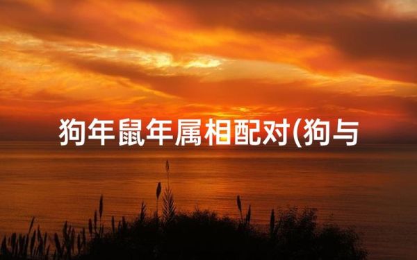 狗和鼠合不合_属狗属鼠婚姻配对
