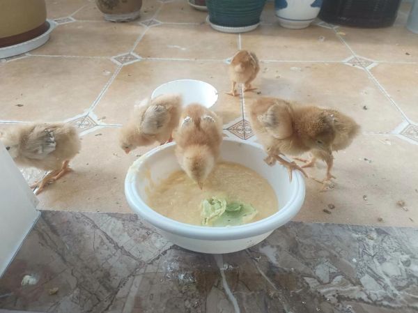 梦到给鸡喂食_是什么意思