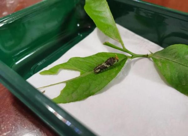 梦到死虫子是什么意思_梦见死虫子好不好