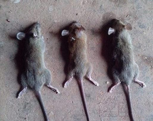 梦到把老鼠打死了_是什么意思