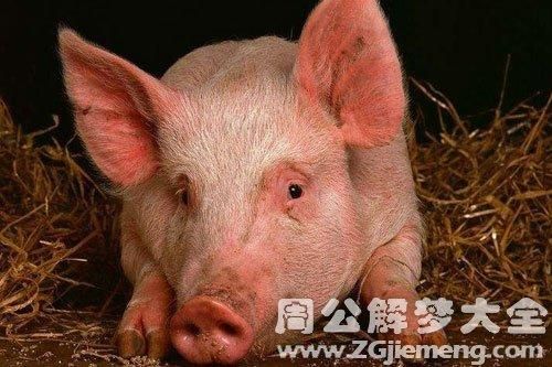 梦到猪头是什么意思_梦到猪头预示着什么