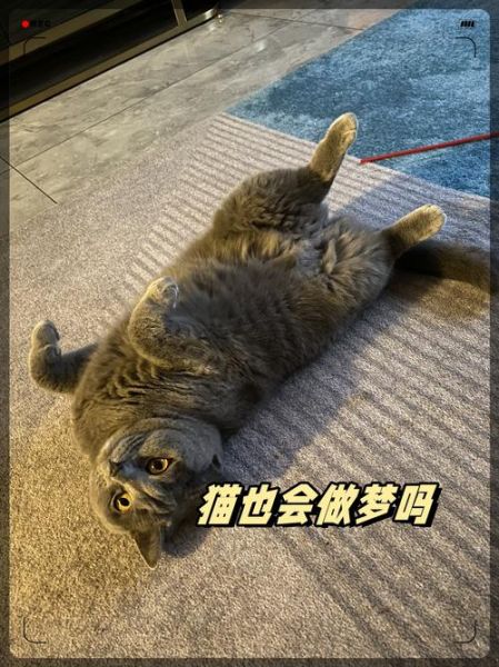 梦到特别大的猫_意味着什么