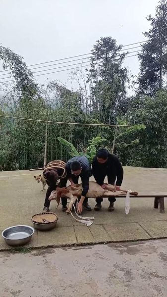 梦见杀羊是什么意思_杀羊梦境解析