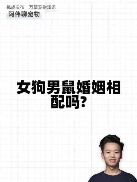 鼠犬属相婚配好吗_鼠犬相冲如何化解