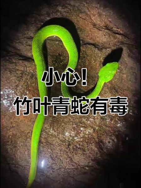 梦到竹叶青是什么意思_竹叶青蛇在梦里预示什么
