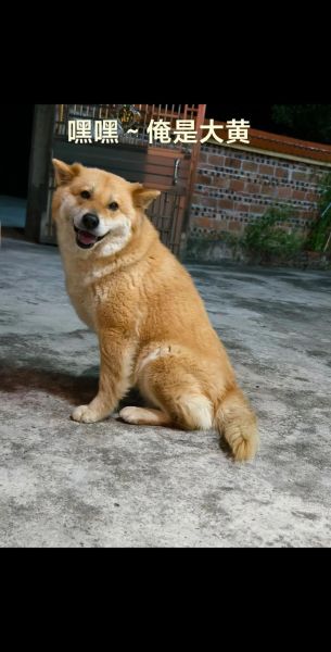梦到一只大黄狗_是什么预兆