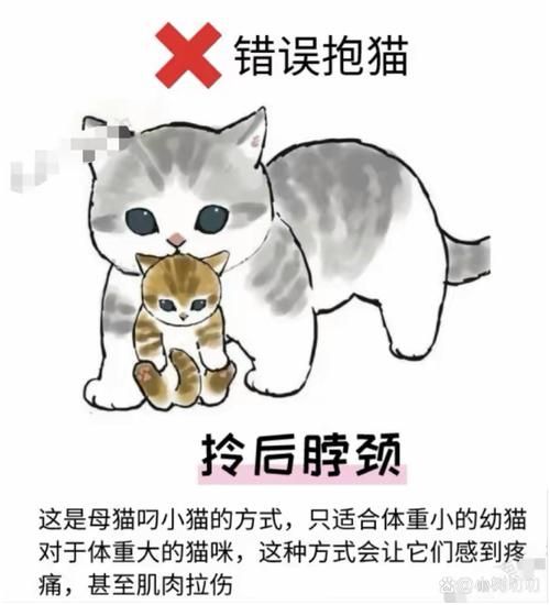 女人梦见抱黑猫是什么意思_黑猫入梦预示什么