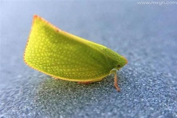 梦到好多蛆虫什么意思_梦见蛆虫是什么预兆