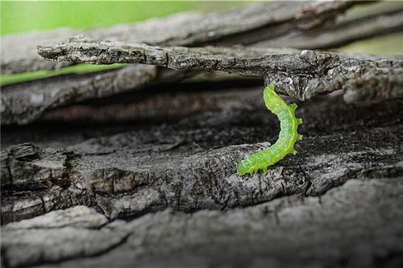 梦到吃虫子是什么意思_梦见吃虫子预示什么