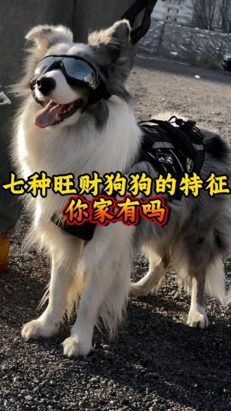 啥狗带财运_养什么狗最招财