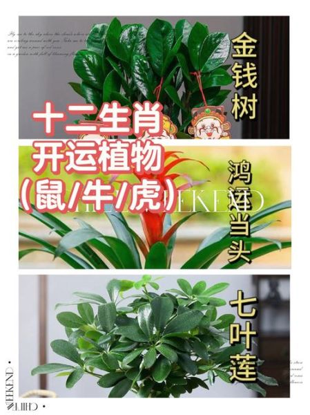 属相开运植物有哪些_如何摆放才旺运