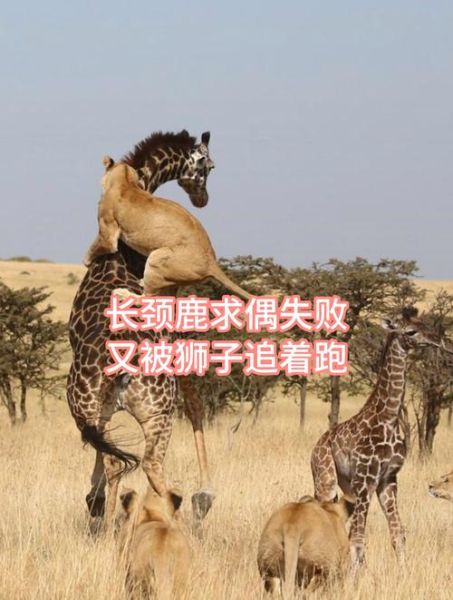 梦到狮子跑是什么意思_梦到狮子追我怎么办