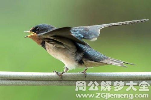 梦到抓雀是什么意思_梦到抓雀预示什么