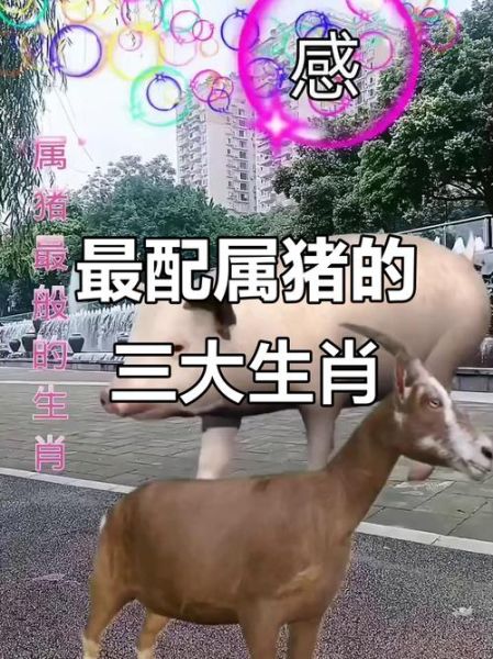属猪跟什么属相最配_属猪婚配最佳属相
