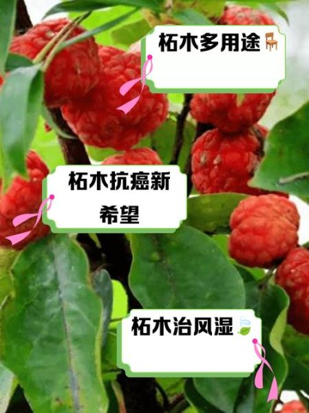 桑柘木命财运怎么样_桑柘木命如何招财
