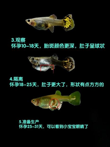 梦到鱼生了很多小鱼是什么意思_如何破解胎梦暗示