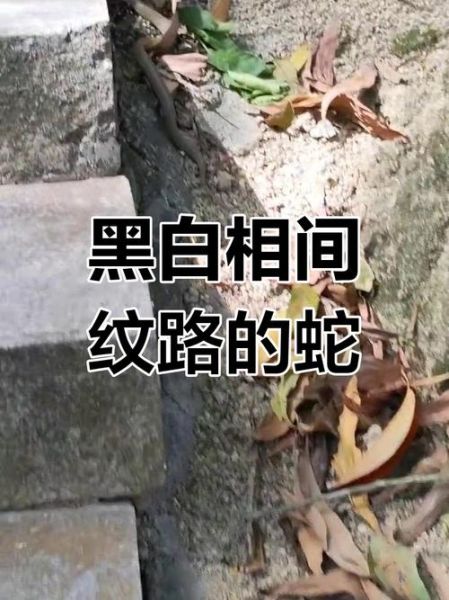 梦到黑白两条蛇是什么意思_梦到黑白蛇预示什么