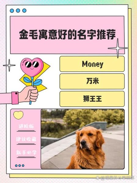 金毛狗狗取什么名字招财_带财运的狗狗名字推荐