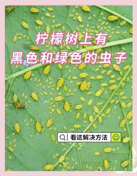 梦到绿色的虫子是什么意思_绿色虫子梦境解析