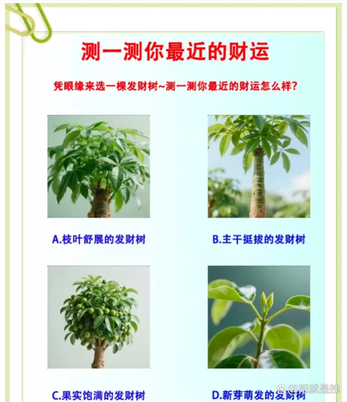 最近财运如何_如何测试最近财运