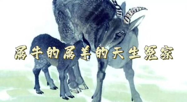 羊属相和什么属相相冲_羊冲牛如何化解