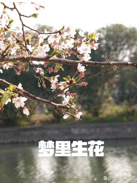梦到开花结果什么意思_梦见开花结果预示什么