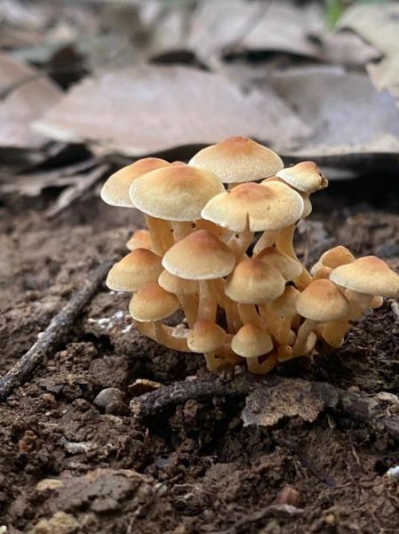 梦到磨菇是什么意思_梦见磨菇预示什么
