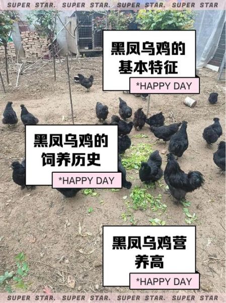梦到黑乌鸡_周公解梦黑乌鸡预示什么