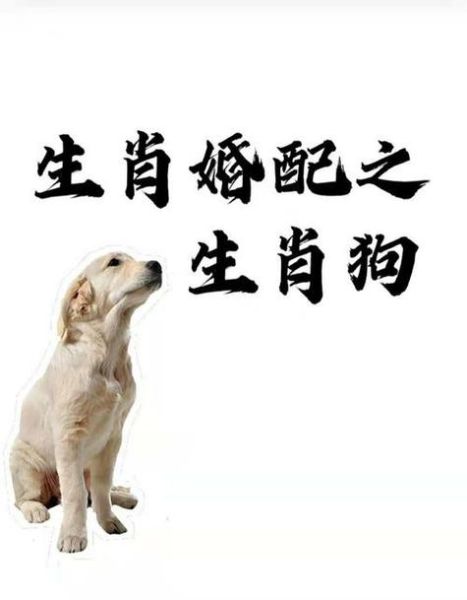 属狗和属鼠合作生意好吗_合作注意事项