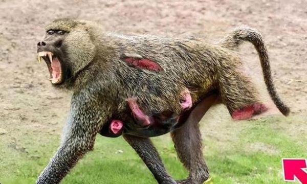 梦到猴子尿是什么意思_梦见猴子撒尿预示什么