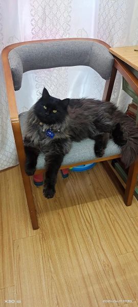 黑猫招财吗_黑猫如何带来财运
