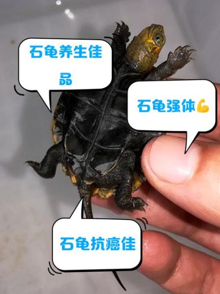 梦到石头龟是什么意思_石头龟梦境解析