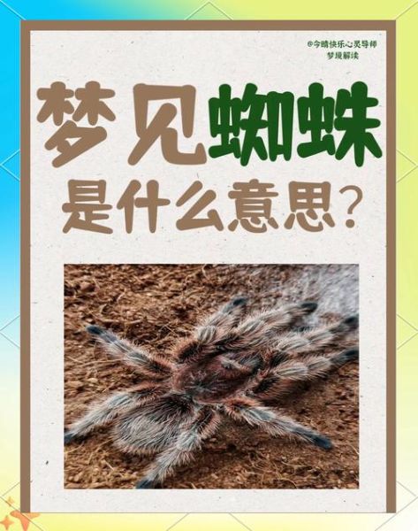 梦到大黑蜘蛛是什么意思_梦见大黑蜘蛛好不好