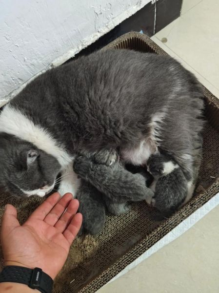梦到猫生了两只小猫_什么预兆