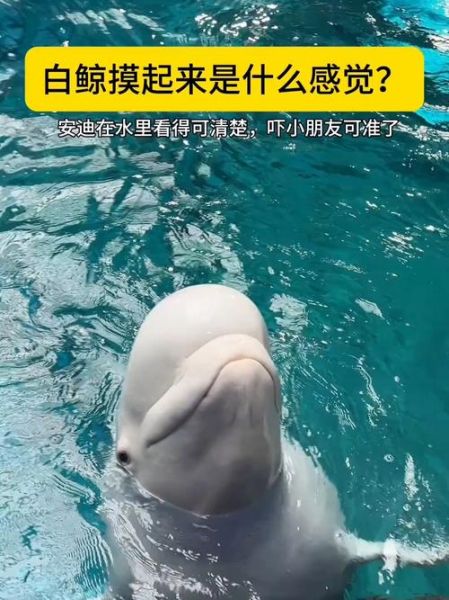 梦到白鲸鱼_白鲸在梦里代表什么